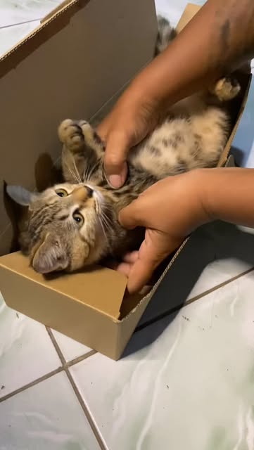 #Kucing Reel by @septisutrisna28 - Dijadiin hampers aja kucing ini #hampers #cat