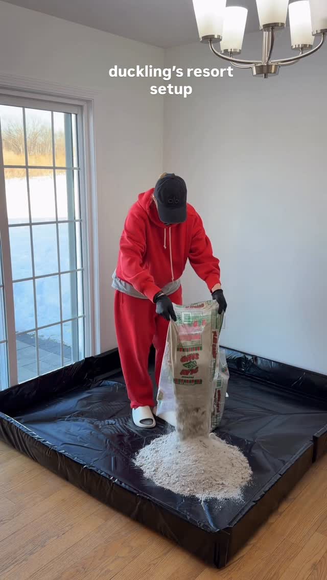 ducklingβs resort setup comment βduckyβ if you need any links π #duck #ducks #duckling #duckpet #asmr