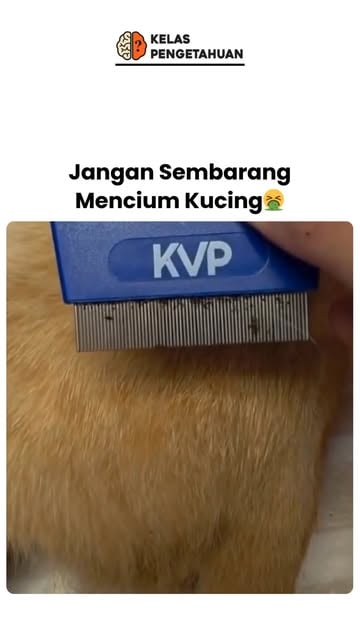 #Kucinglucu Reel by @kelaspengetahuan - Di balik bulunya yang lucu ada ekosistem parasit seperti kutu (Ctenocephalides felis) yang bawa larva cacing pita (Dipylidium caninum). Kalau tanpa se