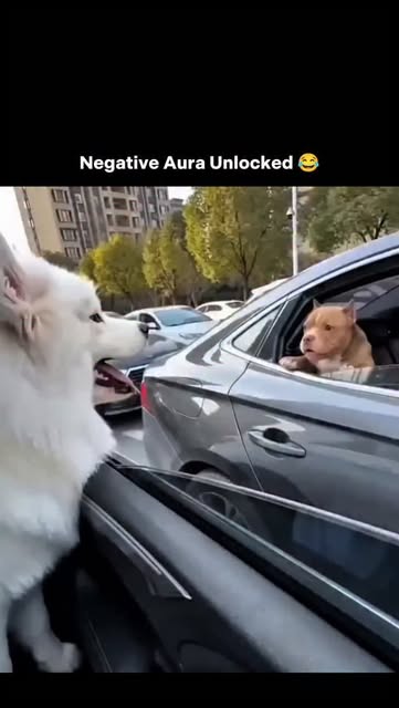 #Dog Reel by @wildvids.io - This post shows a perfect expectations vs reality moment unfolding during a roadside standoff. A fluffy white Samoyed and a small brown dog are barkin