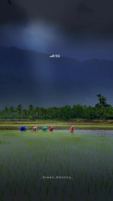 #Naturephotography Reel by @_green_destiny_ (verified account) - Less network. More life. 🌿

#Peace #calm #sukoon #rain #naturephotography 
Calm nature rainyday monsoon pease villagelife 
Sukoon