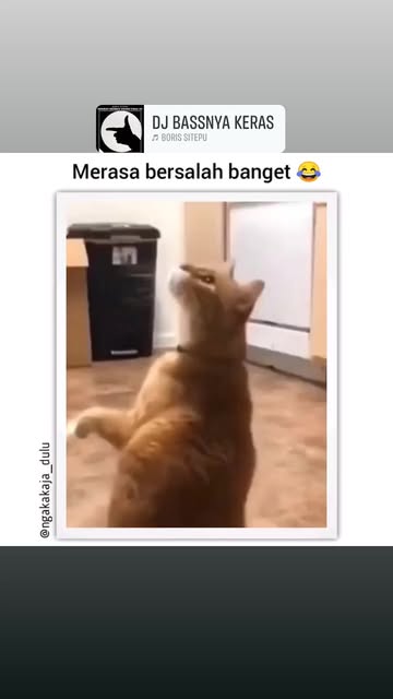 #Kucinglucu Reel by @madam_kinn (verified account) - Hiburan ya gaes#fyp#komedian#kucing lucu