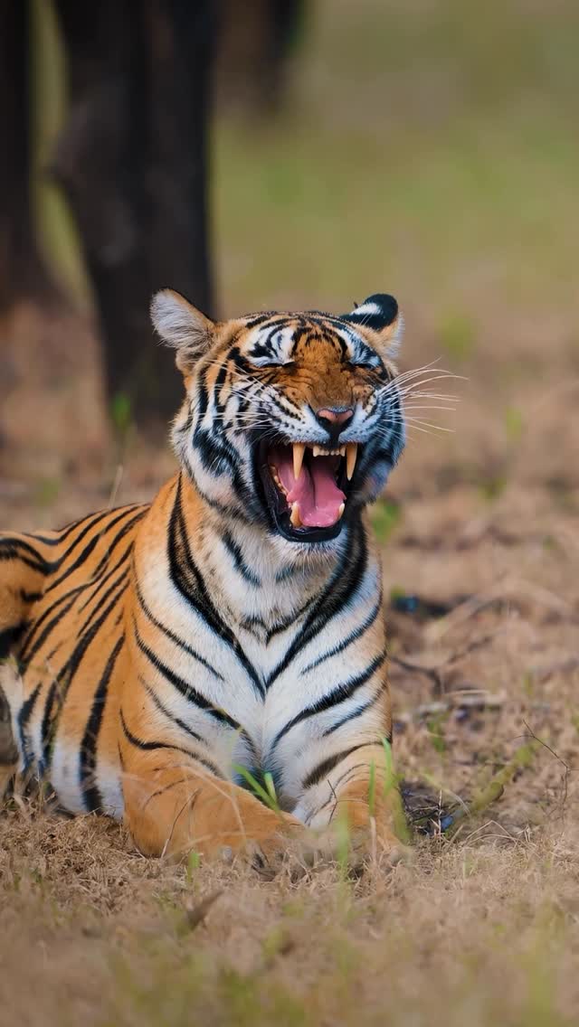 From a kid watching wildlife documentaries in awe on TVโฆ to a photographer living those same wild moments in real life. Life has a beautiful way of closing the circleโฆ Whatโs your story ??โจ #wildlife