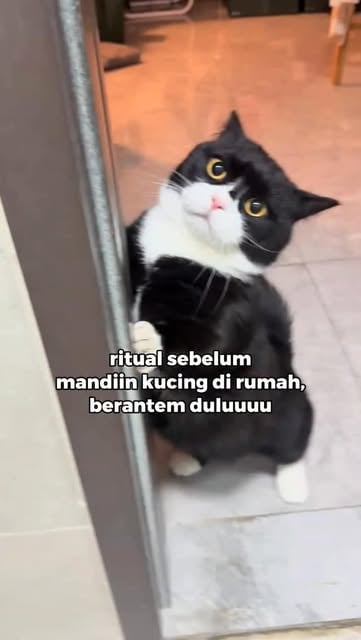 #Kucing Reel by @faunafella.care - Mandiin kucing sering berakhir drama?
Kabur, nyakar, bahkan harus "berantem" dulu sebelum berhasil mandi. Padahal grooming rutin penting untuk menjaga