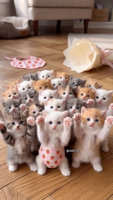 #Cats Reel by @cilekli.don - Baby cats left right
#cat #cats_of_instagram