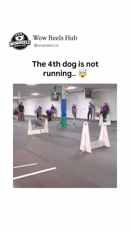 The video is a captivating 60-second slow-motion montage from a bustling dog agility competition in a spacious indoor arena, complete with colorful poles, white hurdles, and a rainbow mural backdrop e