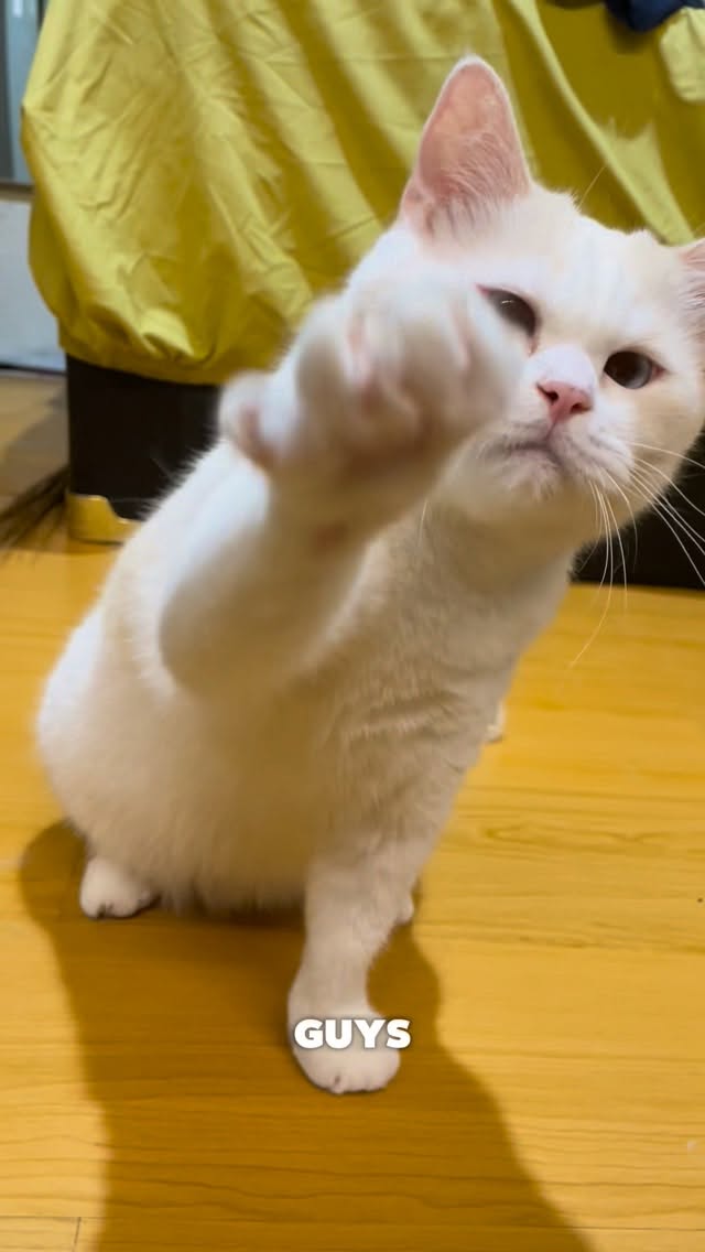 🐱:Hasil spin wheel kali ini dapetnya makan dry food favorit guys. Sekalian aja aku spill dry food favorit aku dari @majespet.id guys, yang bisa bantu jaga kesehatan saluran kemih, aromanya menggoda d