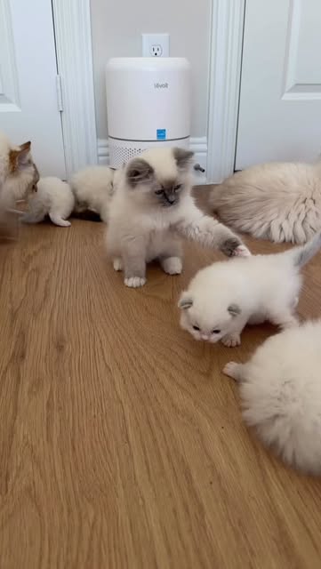 #Kittens Melbourne Club Reel by @pearlsragdolls (verified account) - The big kittens want to play with the little kittens