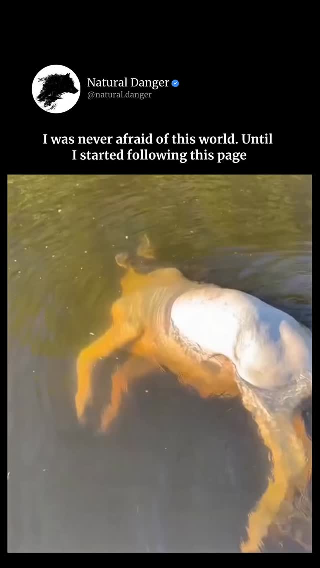 The alligator is a large reptile that lives mainly in rivers, lakes, and swamps. It has a strong body, very tough skin, and a powerful jaw full of sharp teeth. It can measure between 2 and 5 meters, d