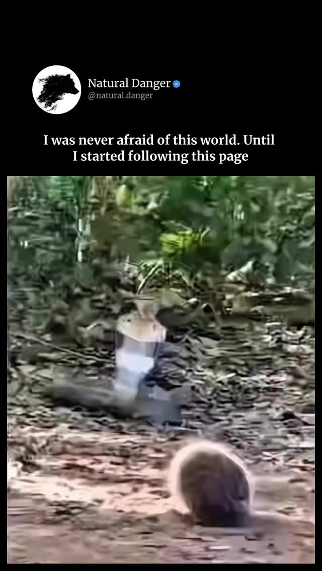 The King Cobra — The Longest Venomous Snake in the World The king cobra is not just another snake; it is a living symbol of dominance, precision, and evolutionary perfection. It can reach lengths of