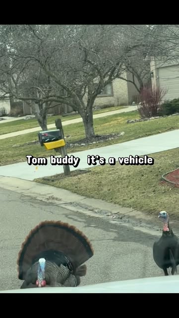 #Wild Turkeys Reel by @kashathomesellingteam_realtors - 🦃🚙My SUV vs Tom the Turkey, ok fans, he's back lol Honestly confidence like this is a life lesson. Does he really think he's as big as my suv? #mich