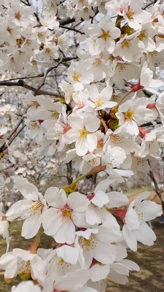 White cherry blossom! Wonderful nature ! Lovely weather #naturelovers #naturephotography #nature #fruits
