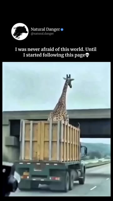 #Portrait Reel by @natural.danger - Did you know that giraffes can have a neck up to 2 meters long, but that same impressive structure becomes extremely fragile in high-speed impacts? Th