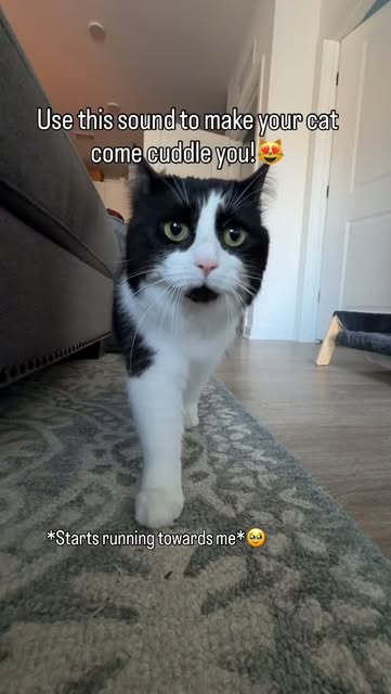 #Catlover Reel by @gobstoppergooby - Did my human say cuddle timeee 😍 SEND TO YOUR FRIEND WHO HAS A CAT OR TRY ON YOUR DOGS 😂🤣 Comment if it worked for you!! 😃
.
.
.
.
.
#catlover #cu