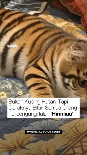 #Kucing Reel by @oletvoids (verified account) - Seekor kucing domestik tiba-tiba mencuri perhatian publik karena motif bulunya yang sangat langka dan eksotis. Saat ia bermain dengan tingkah menggema