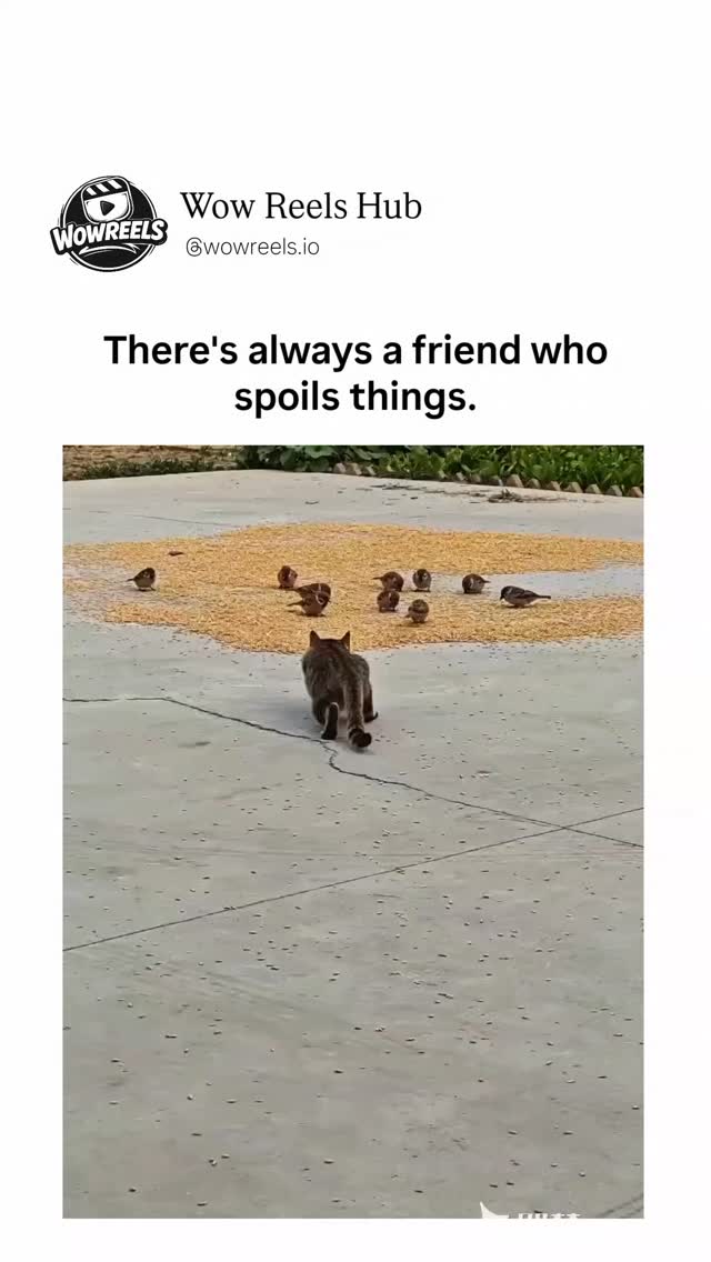 The video is a relatable 12-second pet betrayal that nails the "one friend always ruins the vibe" energy, opening on an adorable golden retriever puppy sprawled innocently on a cozy surface, tail thum