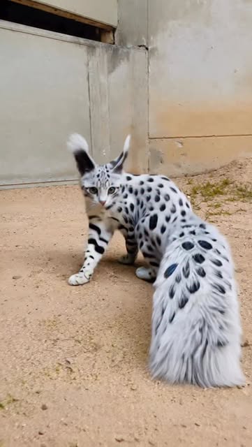 #Kitten Reel by @wish_ai_creator - Part serval, part dalmatian, part runway model - nature said "why choose?" π€π€π±
This spotted legend is NOT taking questions πβ¨
#cat #kitten #kitt