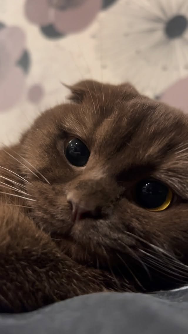 🤎 #cat #plushaaa #плюша