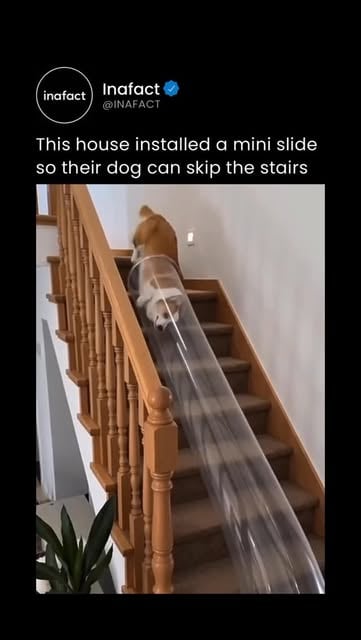 #Dog Reel by @inafact - In this creative home design, the owners installed a small slide alongside the stairs so their dog can move between floors more easily. Instead of wal