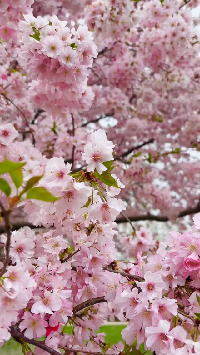 Cherry blossom! Amazing nature! Lovely weather #naturephotography #nature #naturelovers