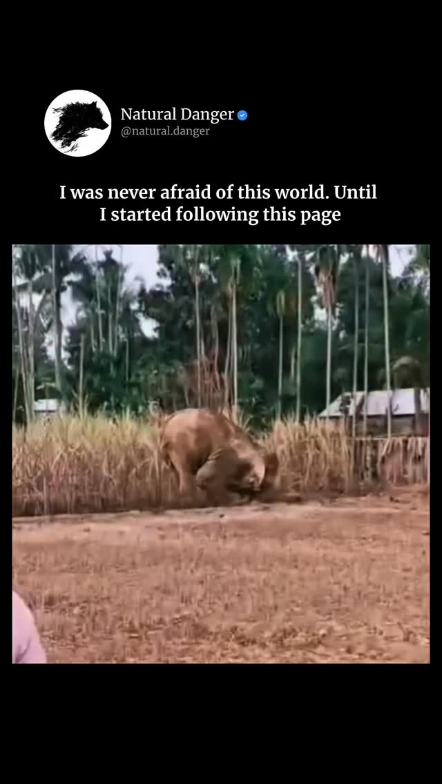 The elephant is one of the most intelligent and majestic animals in nature, but it can also become extremely dangerous when it feels threatened. Despite its calm appearance, an adult elephant can wei