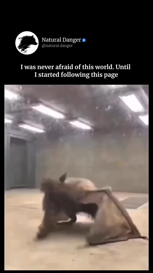 Meet the Largest Bat in the World: The Giant Golden-Crowned Flying Fox The Giant Golden-Crowned Flying Fox (Acerodon jubatus) holds the title of the largest bat on Earth, and the sound it makes is al