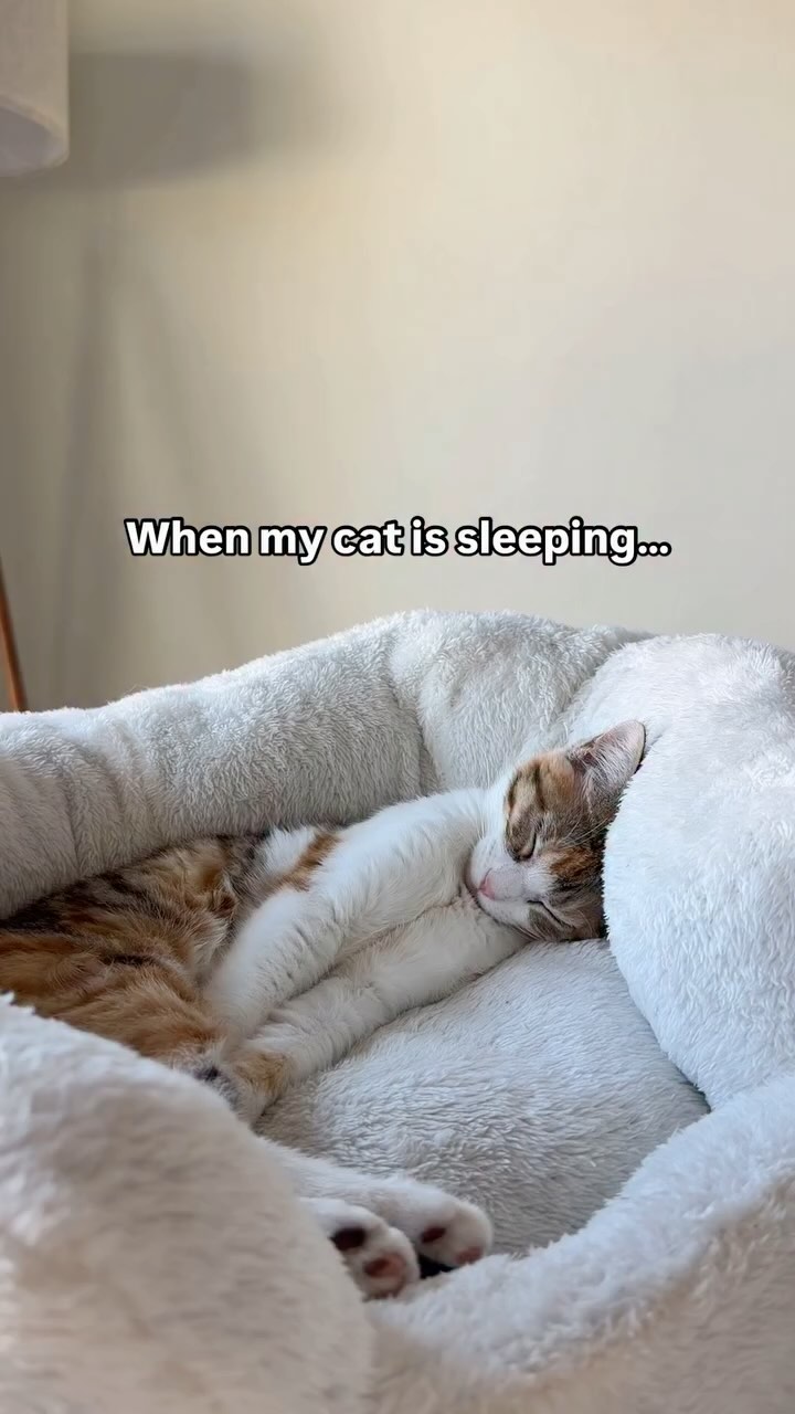 I havenāt slept in since December š„¹ but I wouldnāt change a thing š #cats_of_instagram #kittenlovers #catsfollowers #funnyanimals #funnycats #pets