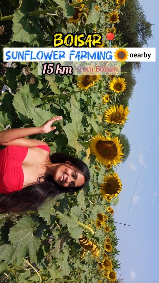 This Sunflower field is just 40 min from Boisarπ Charges are just Rs 100/- pp. This flowers last till 31st March ππ». . This farming is maintained by agricultural students of V. k. Patil Krushi Prat
