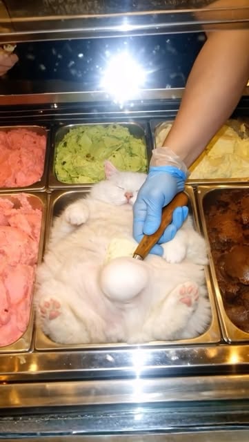 #Catlover Reels - @cat_vlog365 tarafından paylaşılan video - 🐾🍦
#cat #kitten #cutecat #catlover #icecream