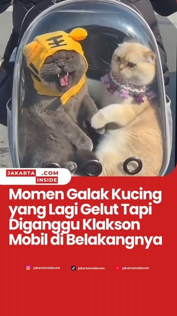 #Kucing Reel by @jakartainsidecom - Beredar di media sosial, sebuah video menggambarkan sepasang kucing tengah bertengkar hebat di dalam tas pemiliknya yang bersepeda dan berhenti di jal