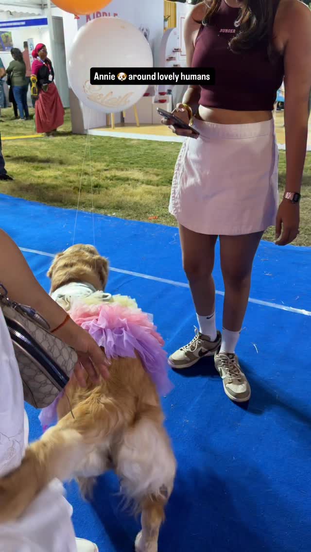 Happy happy ππβ€οΈβ€οΈ #goldenretriever #dogsofinstagram #dog #cutedog #doglover