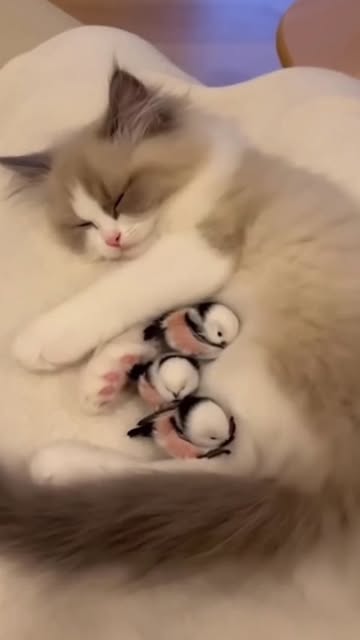 #Landscape Reel by @astonm4rti - The sun was beginning to set over the rugged Alaskan landscape when Aston noticed a frantic movement near a cluster of pine trees. A large serpent was