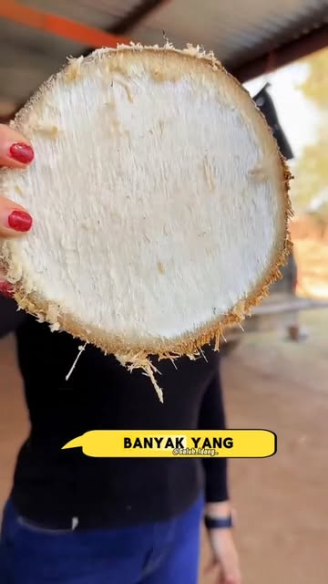 #Cabai Reel by @galuh_idang_ - Judul:
Jajanan "Kayu" Meksiko yang Bikin Penasaran
Deskripsi:
Ternyata ini quiote, batang bunga agave yang manis dan unik, cukup tambah jeruk nipis da