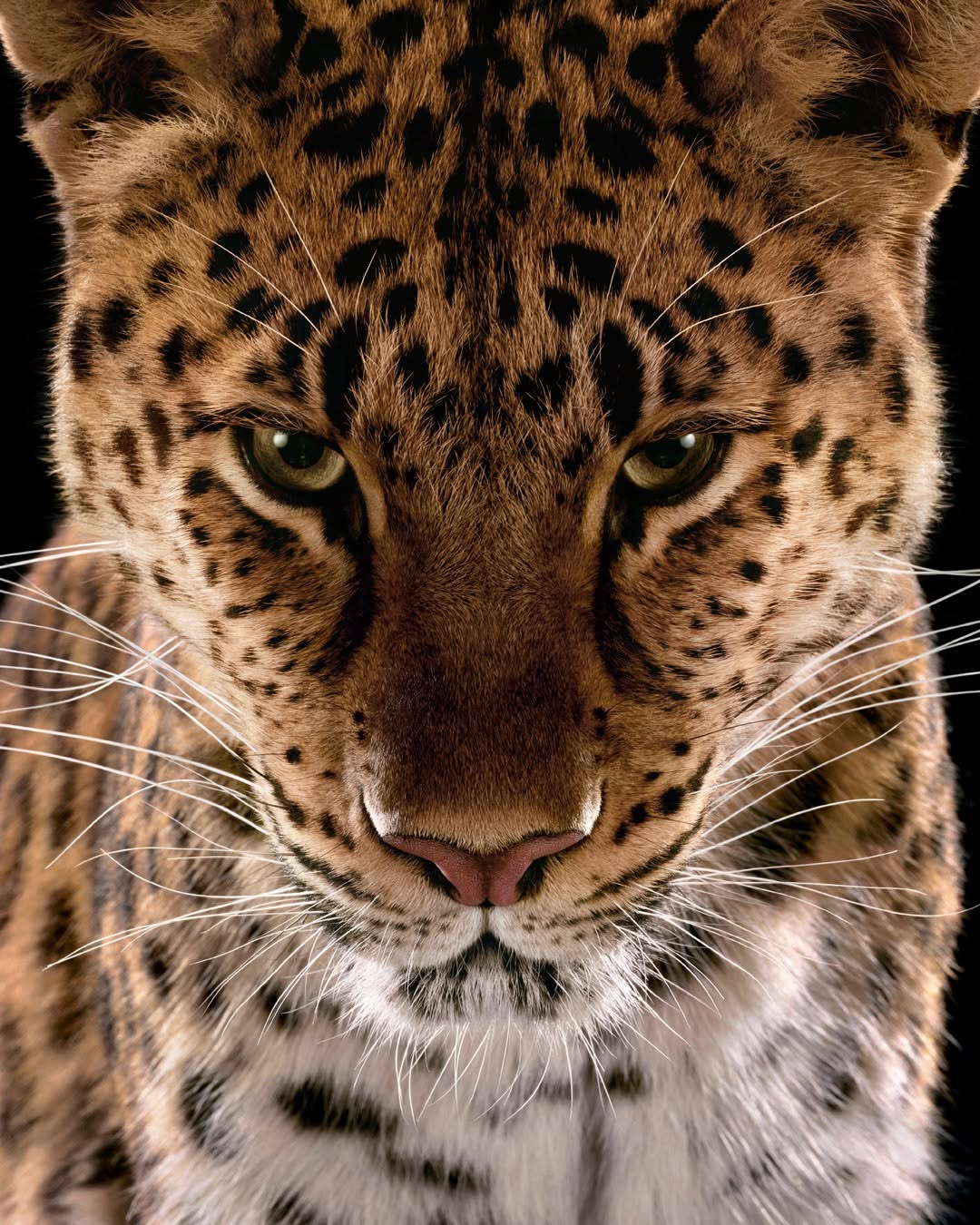 The Maison's emblematic Panther shares her attributes with the new Clash de Cartier sunglasses: singular, magnetic and full of character. #CartierEyewear