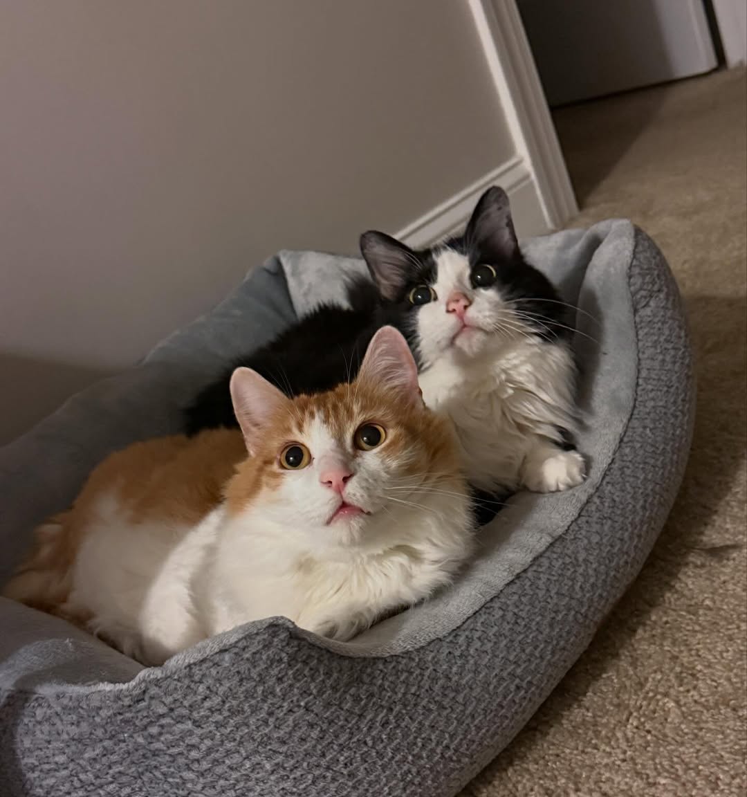 Twins ππ #catslover #catlady #catmom #gemeos #twins