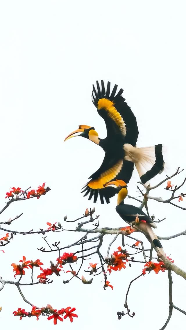 Birds deserve slow motionโฆโจโค๏ธโ๐ฉน #wildlifephotography #birdphotography #aparupadeyphotography #rรฉel #naturelovers @nikonindiaofficial