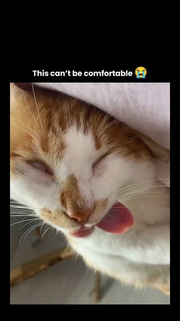 #Funnycat Reel by @wildx.ai - This post shows a cat somehow managing to fall asleep in the most impossible position imaginable, twisted and folded in a way that makes every viewer'