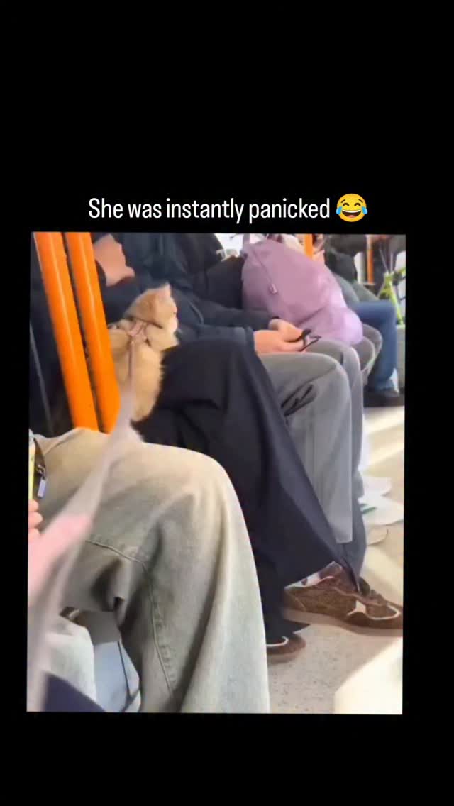 This Instagram video showcases a cat misty clifftop above Meteora's rock-hewn monasteries in Greece, using a dolly zoom to make the vast landscape appear to surge forward, amplifying the scene's epic