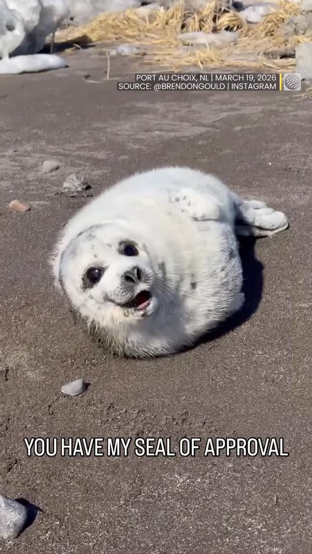 Send this to someone to make them smile 🥰❤️ Video credit 📱: @brendongould #cute #cuteanimal #cuteanimalvideos #animalvideos