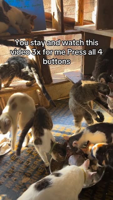 #Cat Sanctuary Reel by @soft_hearts_pet_sanctuary (verified account) - Help afford spay and neuter programs.
Donation link is on profile.😻🙏🏻❤️Thanks for caring about us ‼️#cat #adoptdontshop #animalrescue #catsofinstag