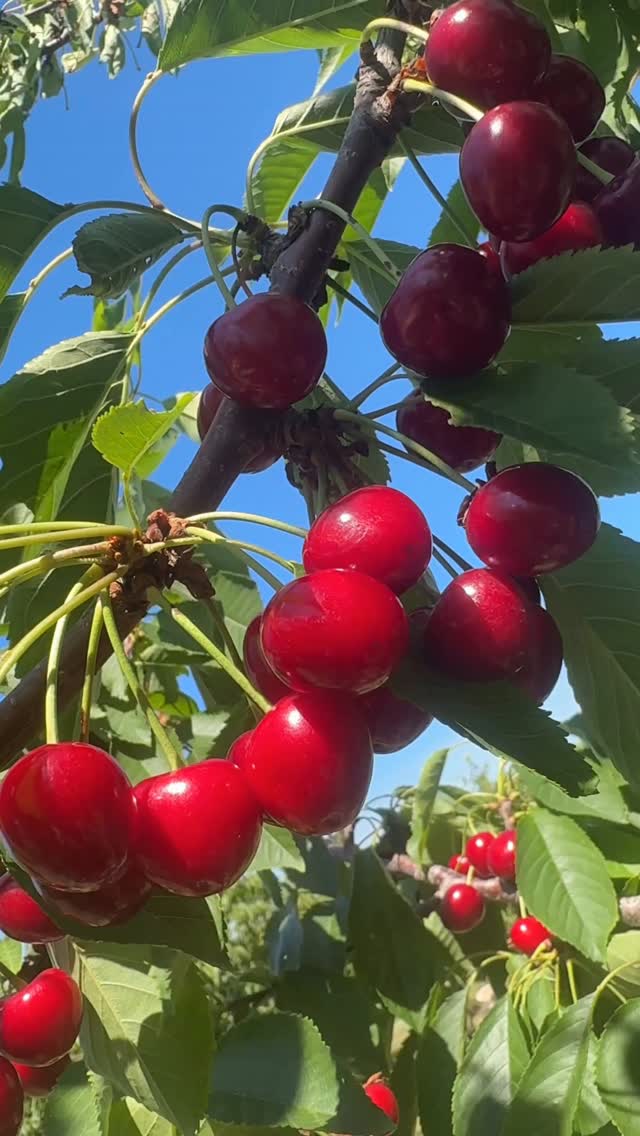 Cherry! Lovely weather! Amazing nature #naturephotography #nature #naturelovers