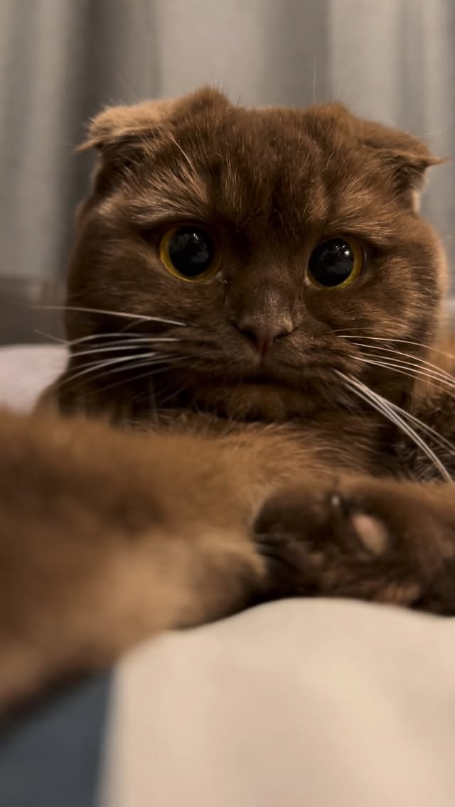 🤎 #cat #plushaaa #плюша