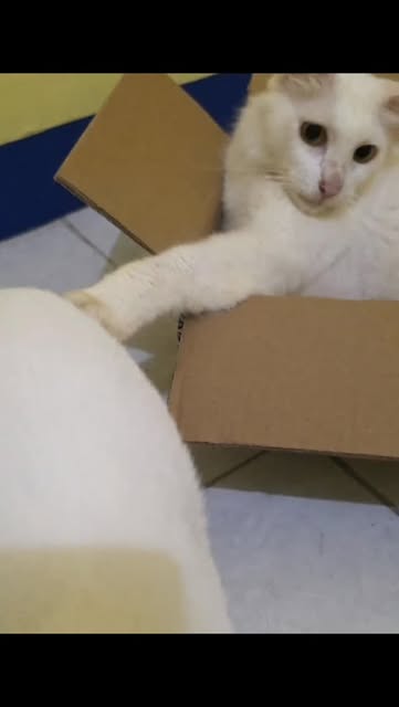 #Bolt Pakan Kucing Reel by @timiblouie - Hi Semua, Kenalin, ini kucing aku namanya Timi. Udah setahun Timi sakit liver dan belum sembuh.
Sekarang aku mau share produk produk yang Timi gunakan