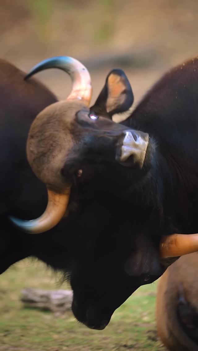 Meet these 4 big shots from the wild ๐ช Which one is your favourite??๐ #wildlifephotography #rรฉel #naturephotography #aparupadeyphotography #wildlife @nikonindiaofficial