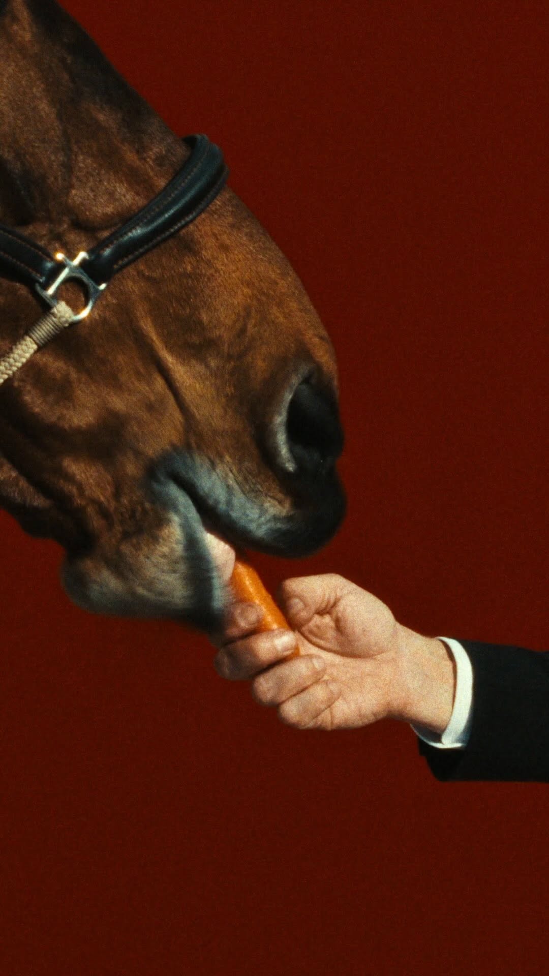 Get ready with them! 🥕🐴 The Saut Hermès at the Grand Palais is coming back starting tomorrow. Bringing together show-jumping legends and promising riders under 25, the competition celebrates horses