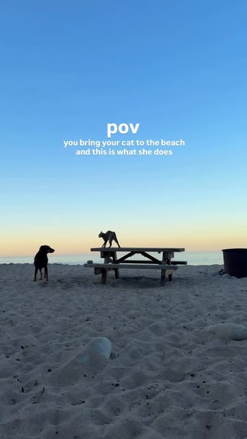 #Beach Reel by @courtandnate (verified account) - beach goers beware👹👻

#rescuecat #zoomies #whacky