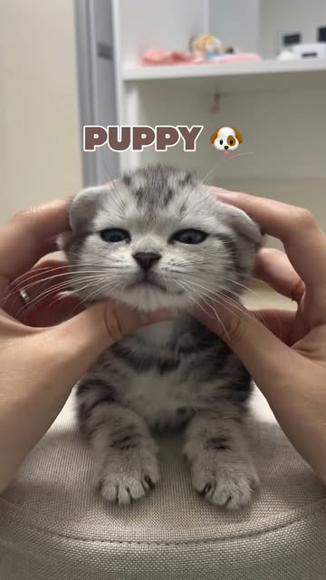 #Cat Reel by @hayrumi_hi - 🐶🐻🐰👽🦭
#고양이 #냥스타그램 #cat #fyp