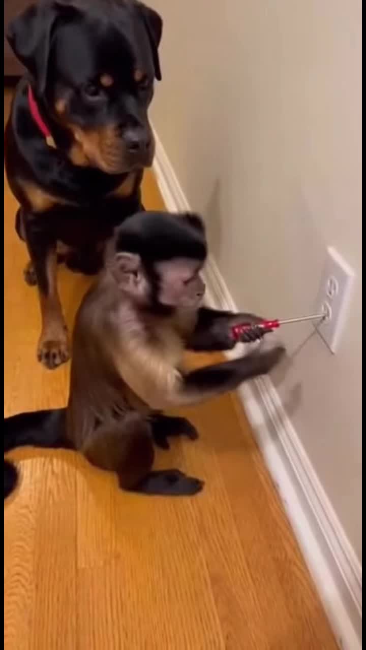 Prout 💨😭 #singe #monkey #chien #dog #electrocution #saiyan #funnyanimals #france #IA