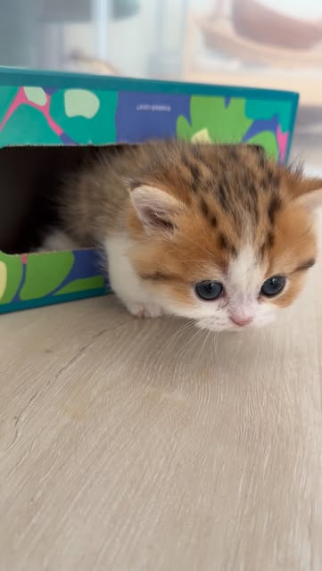 #Catlove Reel by @tinyfoldmunchkin (verified account) - Just trying to get closer to me 🥺
#tinyfoldmunchkin #catlove #foryou #fypppppppppppppppppppppppppppppppppppppppppppppppppppppppppppppppppppppp #cats