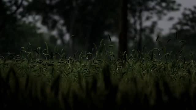 The rainy season is very beautifulπΏβοΈ The weather in the villages is not peaceful